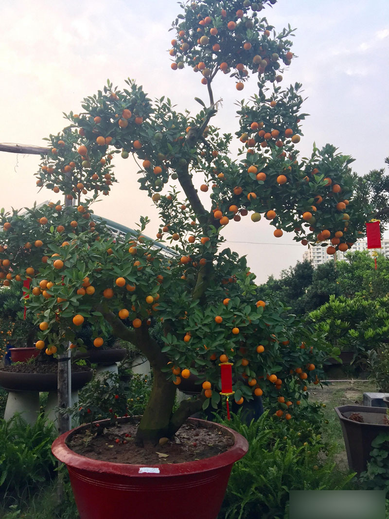 Một cây vàng không mua nổi cây quất trưng Tết tại vỉa hè Sài Gòn